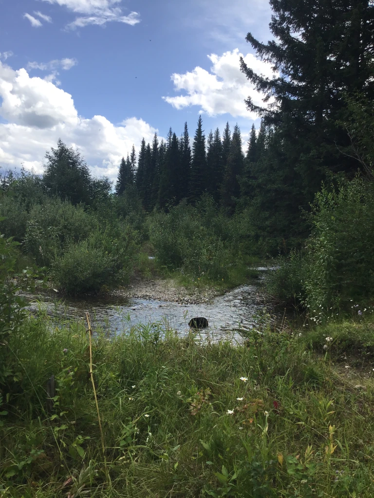 Photo: Recreation Sites and Trails BC. © Province of British Columbia, licensed under the Open Government Licence – British Columbia. Lower Harvey Creek, photo 4