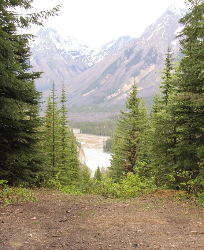 Photo: Recreation Sites and Trails BC. © Province of British Columbia, licensed under the Open Government Licence – British Columbia. Wapta Falls, photo 4