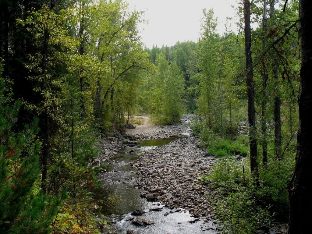 Photo: Recreation Sites and Trails BC. © Province of British Columbia, licensed under the Open Government Licence – British Columbia. Canuck Creek Site, photo 3