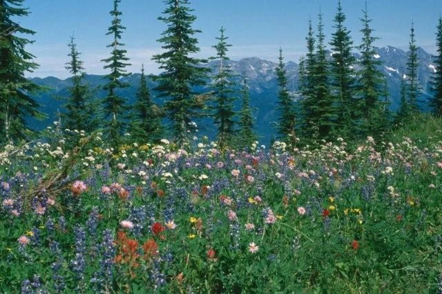 Photo: Recreation Sites and Trails BC. © Province of British Columbia, licensed under the Open Government Licence – British Columbia. Idaho Peak, photo 2