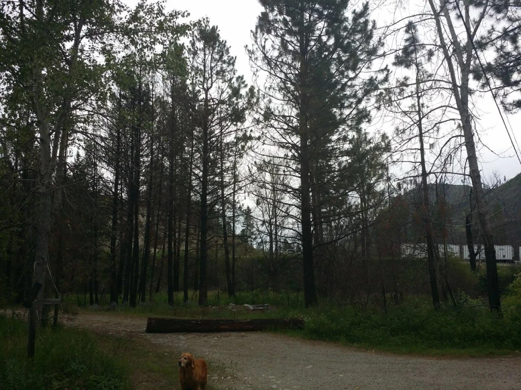 Photo: Recreation Sites and Trails BC. © Province of British Columbia, licensed under the Open Government Licence – British Columbia. Williamson Lake