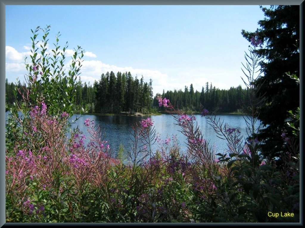 Photo: Recreation Sites and Trails BC. © Province of British Columbia, licensed under the Open Government Licence – British Columbia. Cup Lake, photo 3