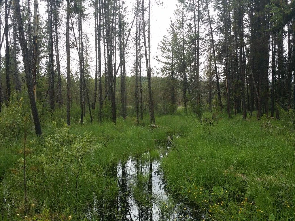 Photo: Recreation Sites and Trails BC. © Province of British Columbia, licensed under the Open Government Licence – British Columbia. Maloney Lake, photo 3