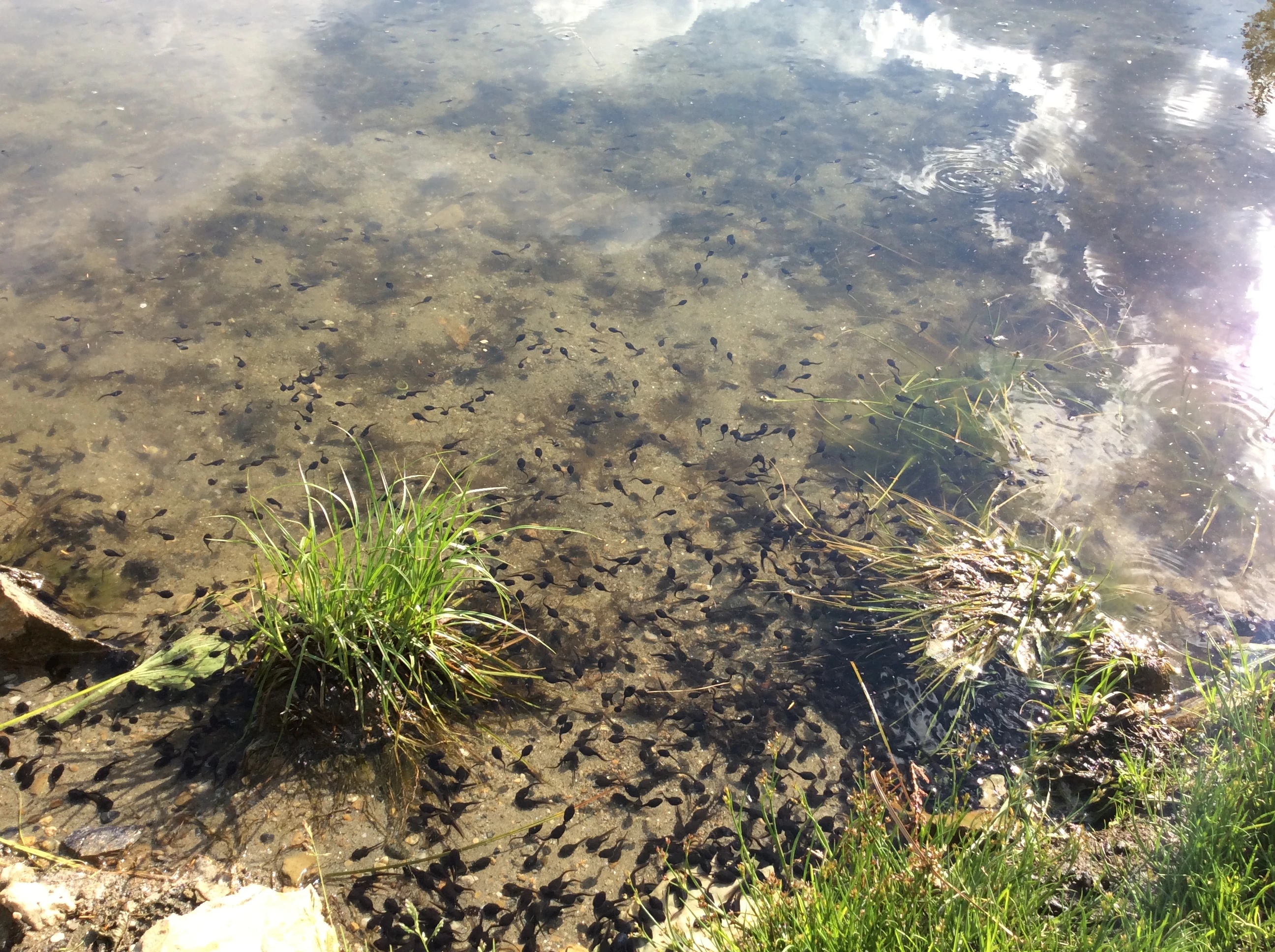 Photo: Recreation Sites and Trails BC. © Province of British Columbia, licensed under the Open Government Licence – British Columbia. Echo Lake, photo 9