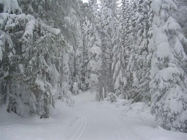 Photo: Recreation Sites and Trails BC. © Province of British Columbia, licensed under the Open Government Licence – British Columbia. Paulson Cross-Country, photo 3