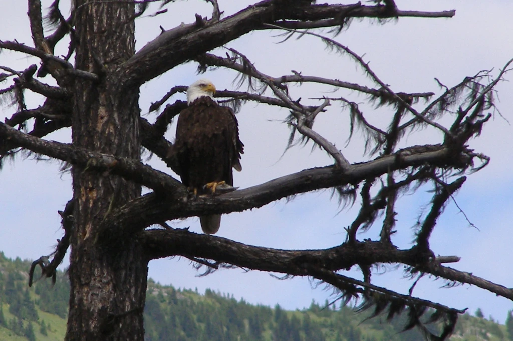 Photo: Recreation Sites and Trails BC. © Province of British Columbia, licensed under the Open Government Licence – British Columbia. Dugan Lake, photo 11