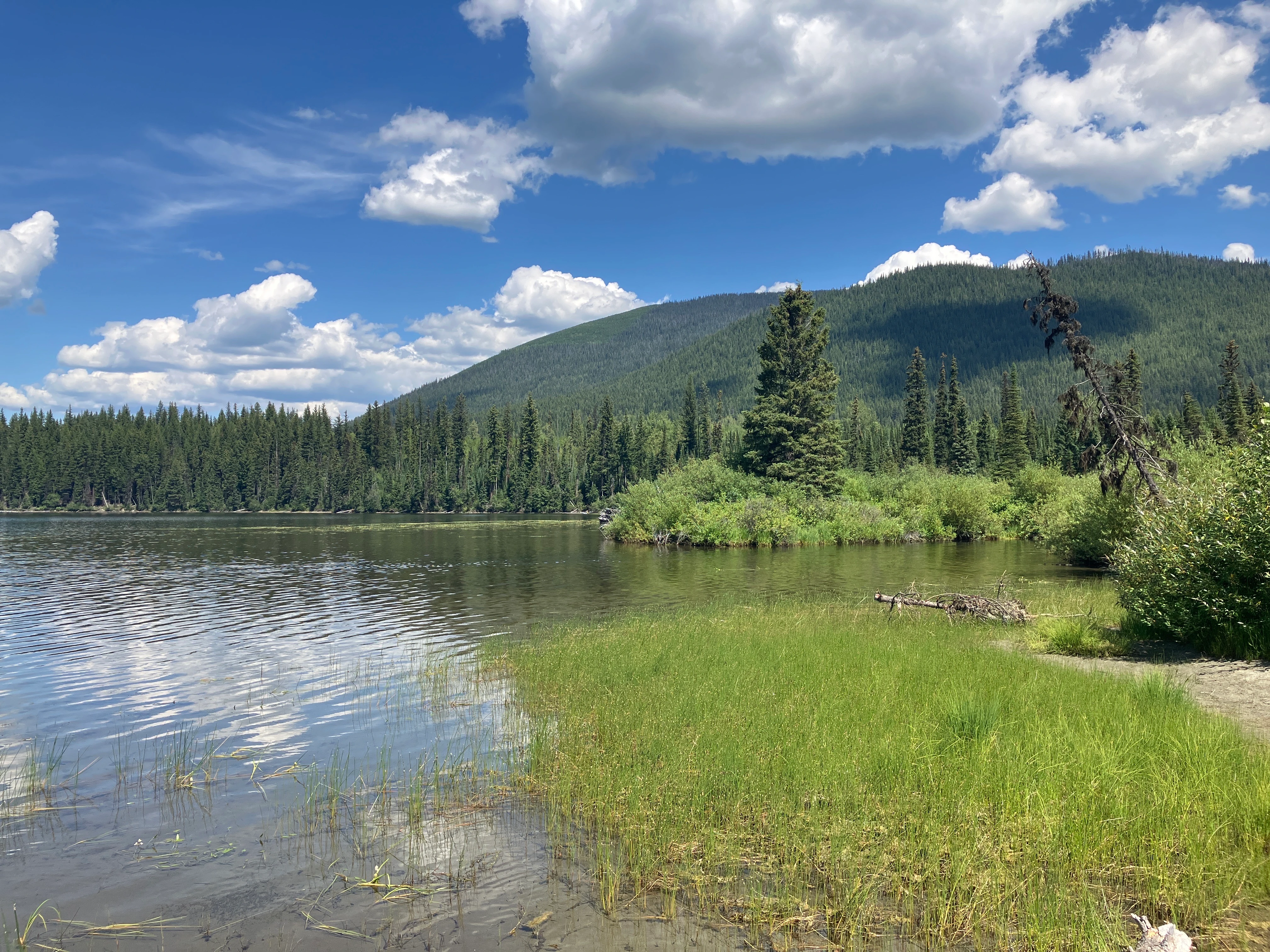 Photo: Recreation Sites and Trails BC. © Province of British Columbia, licensed under the Open Government Licence – British Columbia. Bosk Lake North, photo 10