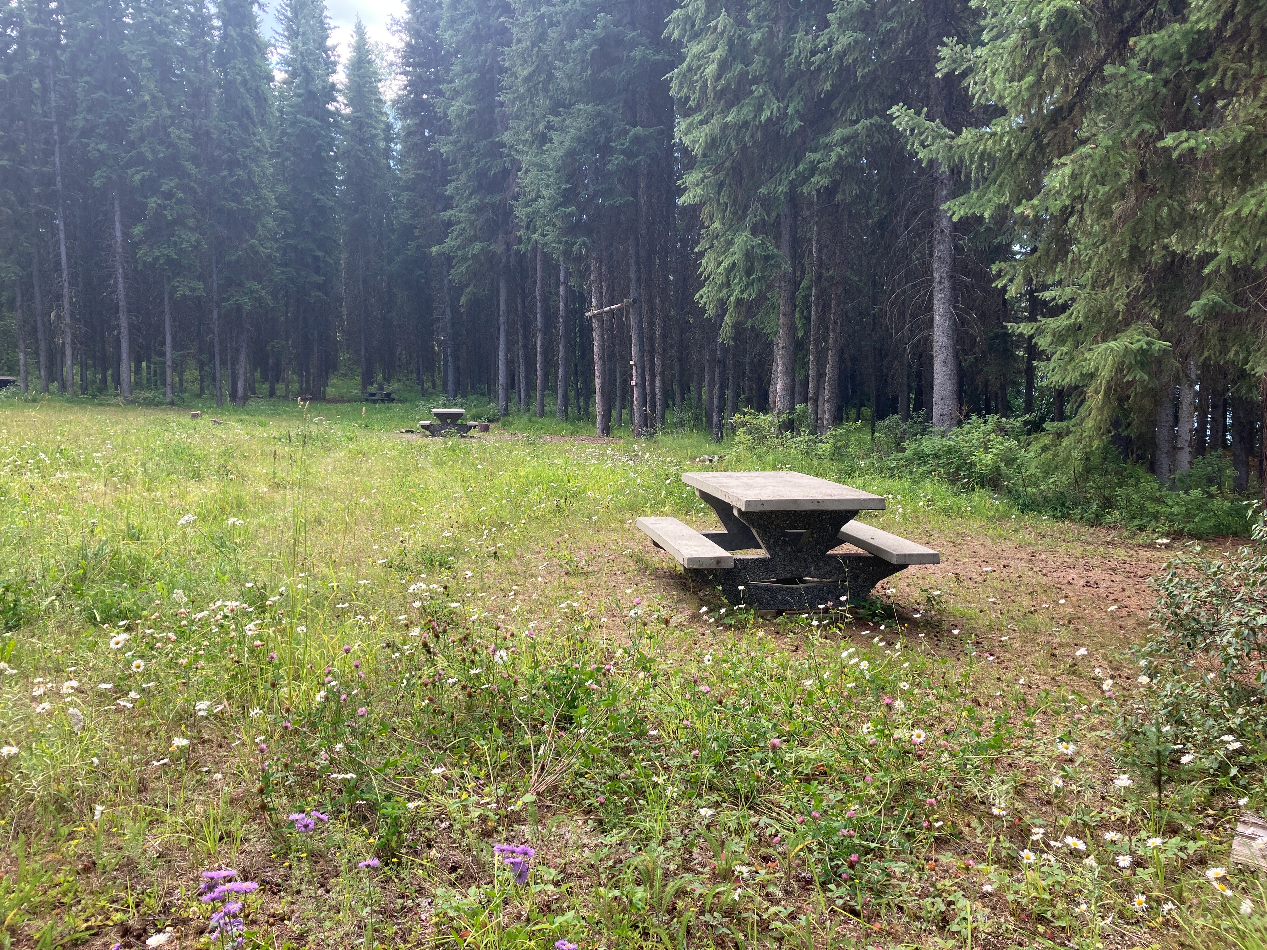 Photo: Recreation Sites and Trails BC. © Province of British Columbia, licensed under the Open Government Licence – British Columbia. Tisdall Lake, photo 4