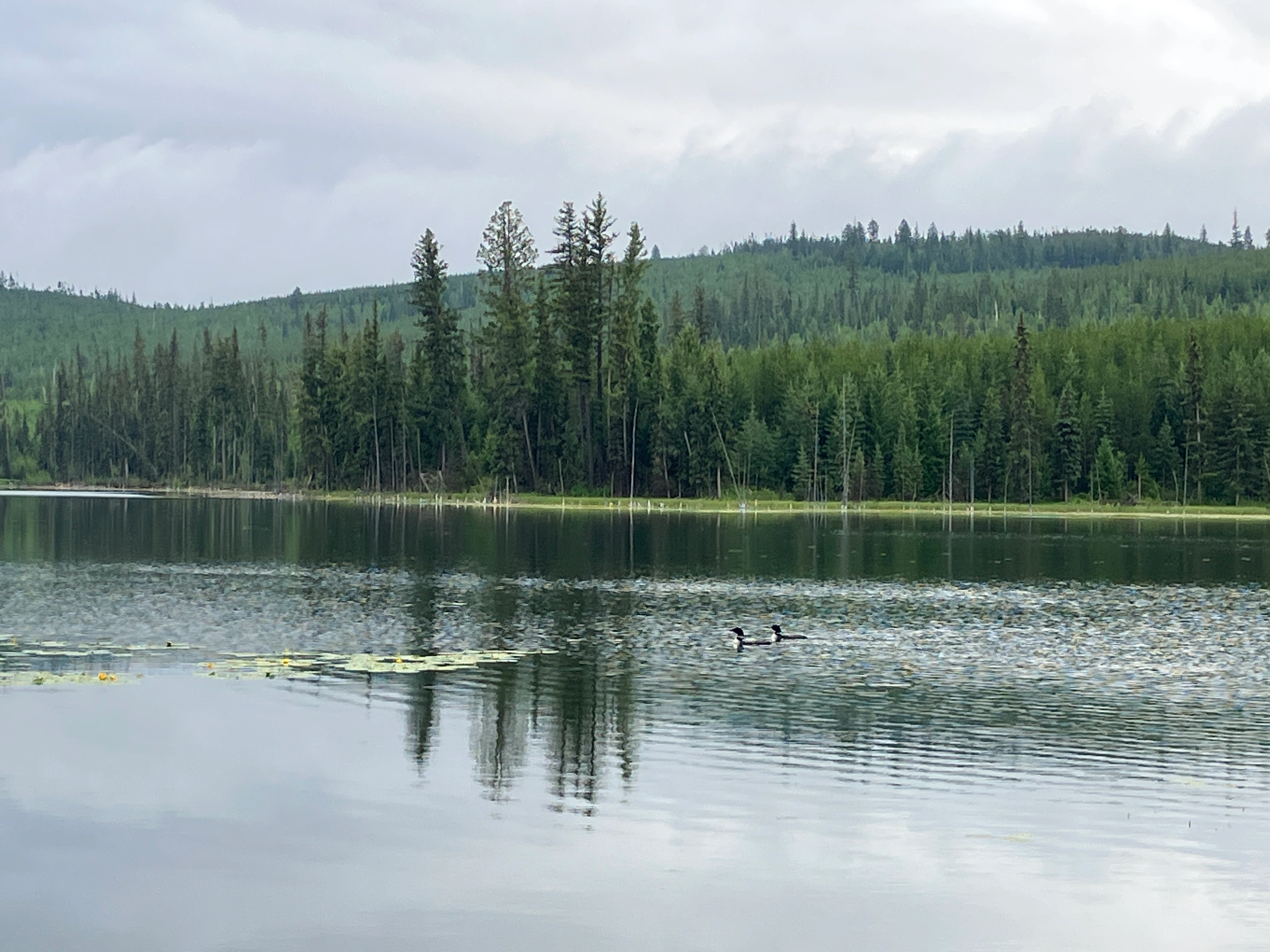 Photo: Recreation Sites and Trails BC. © Province of British Columbia, licensed under the Open Government Licence – British Columbia. Boot Lake, photo 7
