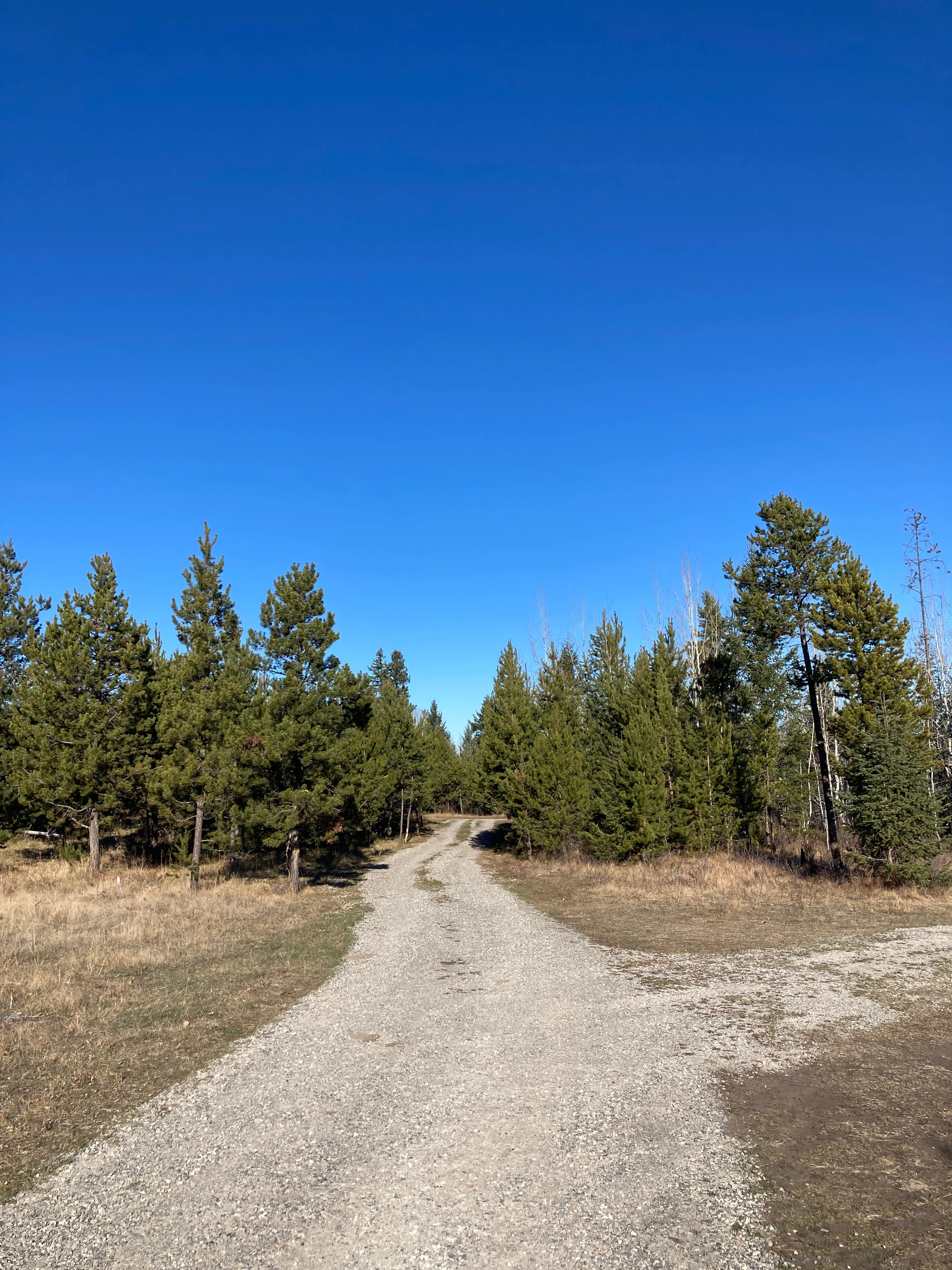 Photo: Recreation Sites and Trails BC. © Province of British Columbia, licensed under the Open Government Licence – British Columbia. Mcintyre Lake, photo 10