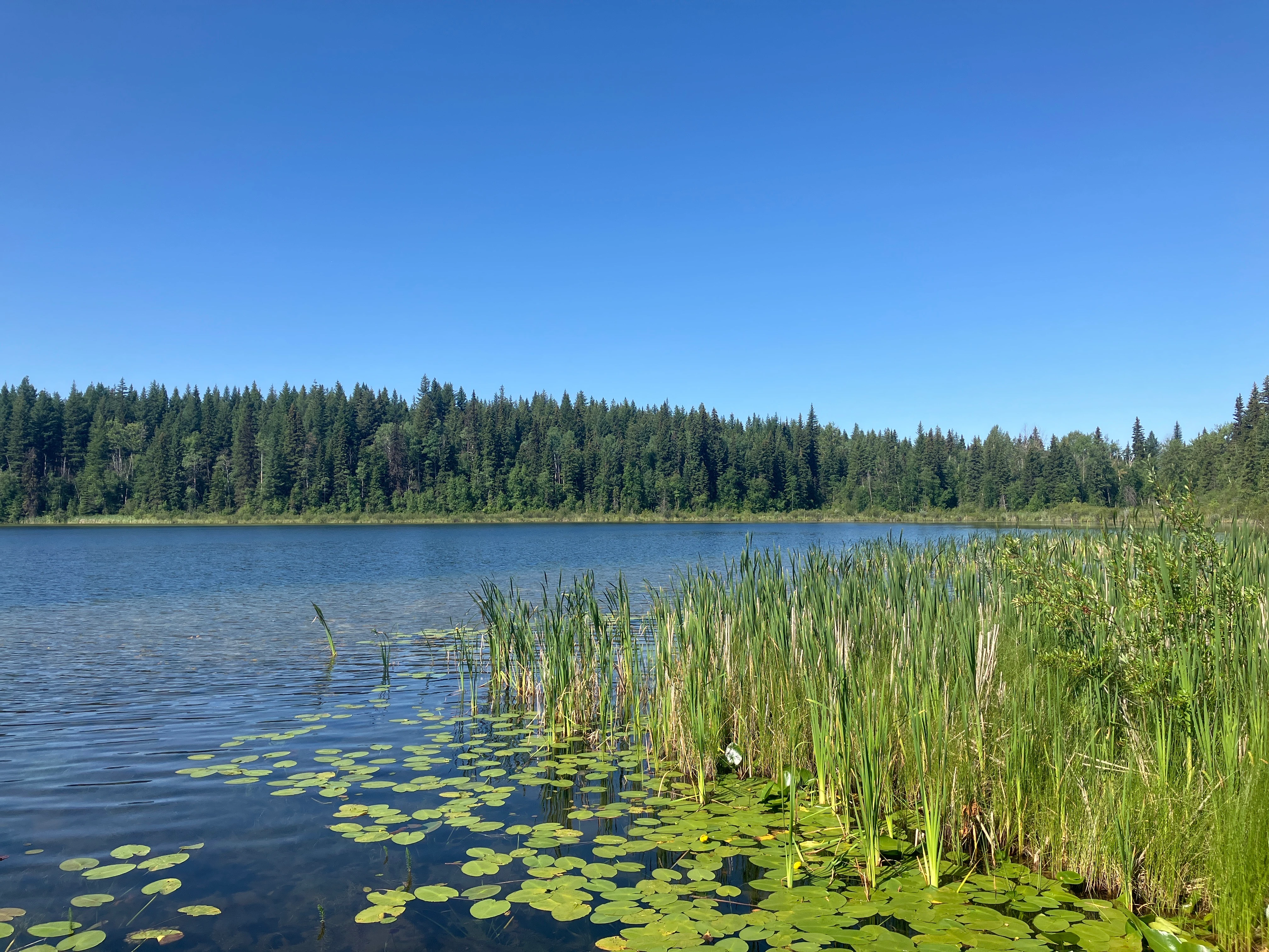 Photo: Recreation Sites and Trails BC. © Province of British Columbia, licensed under the Open Government Licence – British Columbia. Dorsey Lake, photo 7