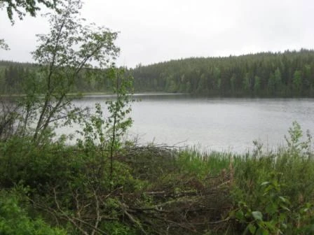 Photo: Recreation Sites and Trails BC. © Province of British Columbia, licensed under the Open Government Licence – British Columbia. Dorsey Lake, photo 6