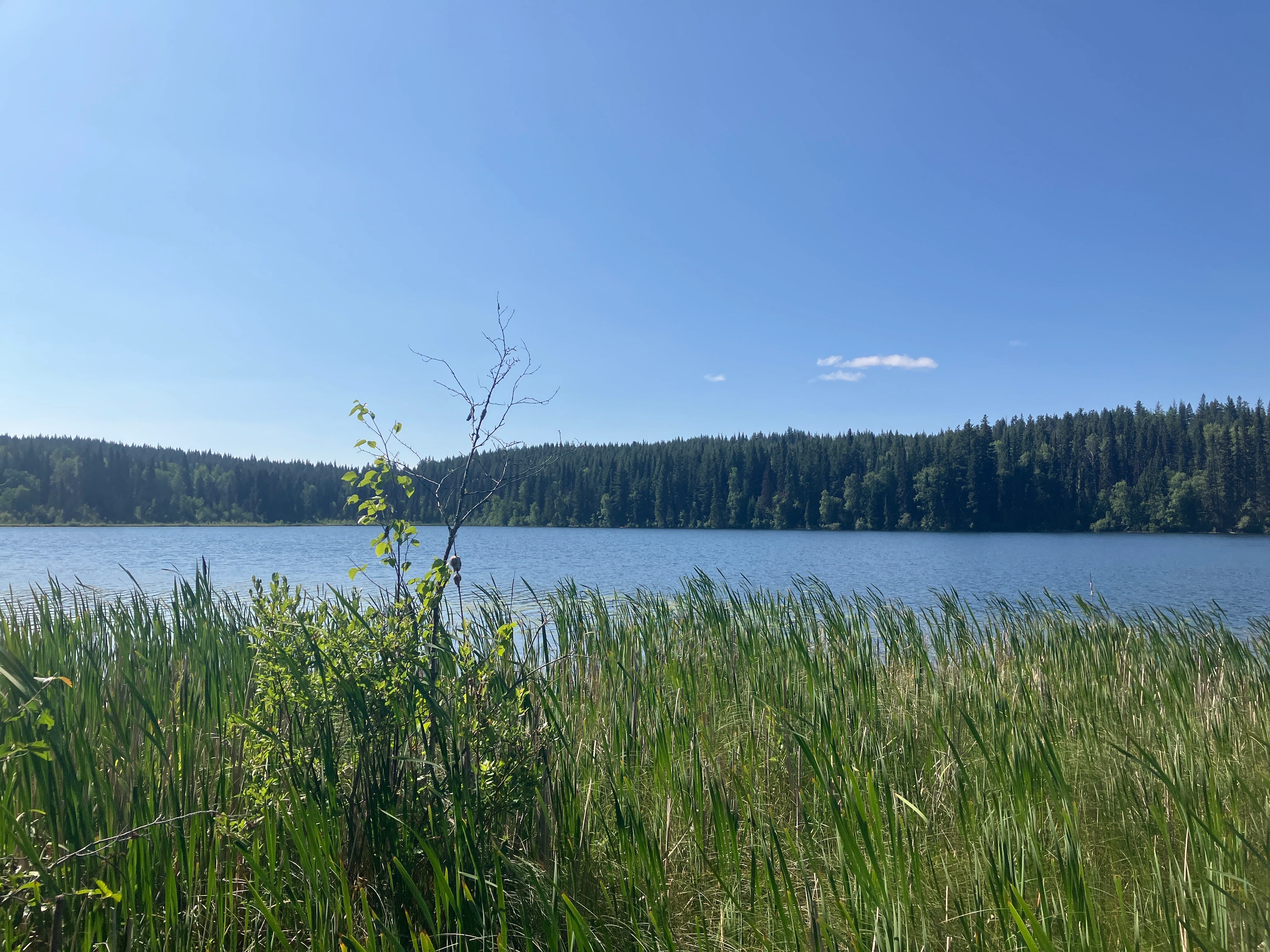 Photo: Recreation Sites and Trails BC. © Province of British Columbia, licensed under the Open Government Licence – British Columbia. Dorsey Lake, photo 8