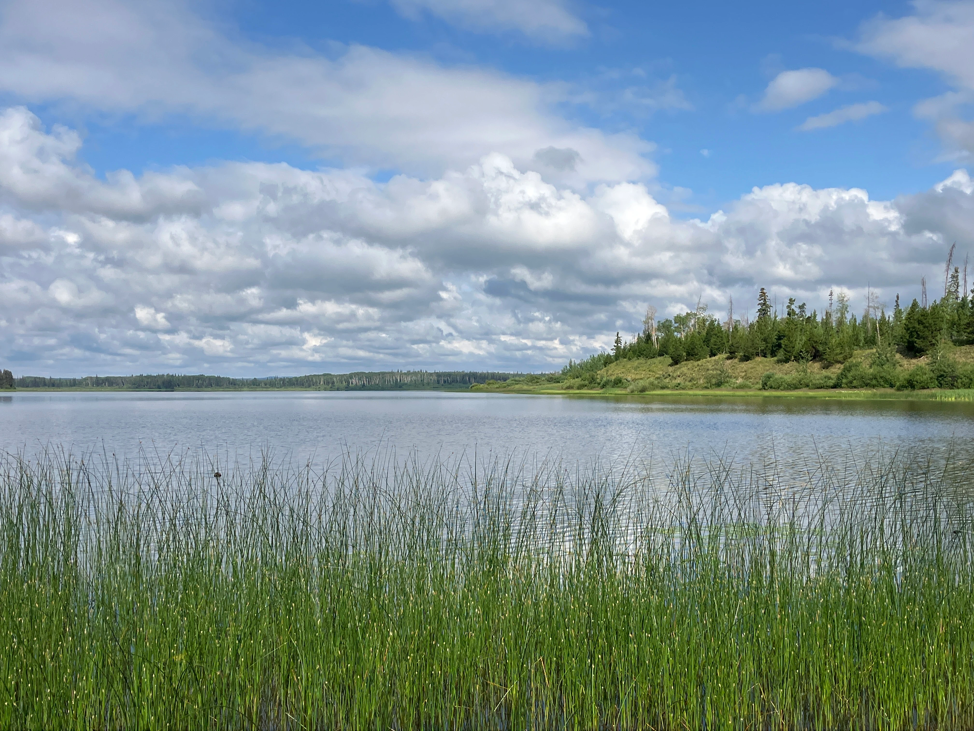 Photo: Recreation Sites and Trails BC. © Province of British Columbia, licensed under the Open Government Licence – British Columbia. Pelican Lake South, photo 4