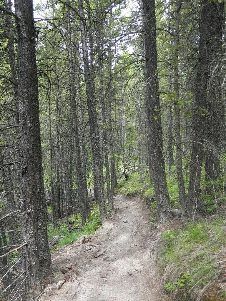 Photo: Recreation Sites and Trails BC. © Province of British Columbia, licensed under the Open Government Licence – British Columbia. Bear Creek, photo 3