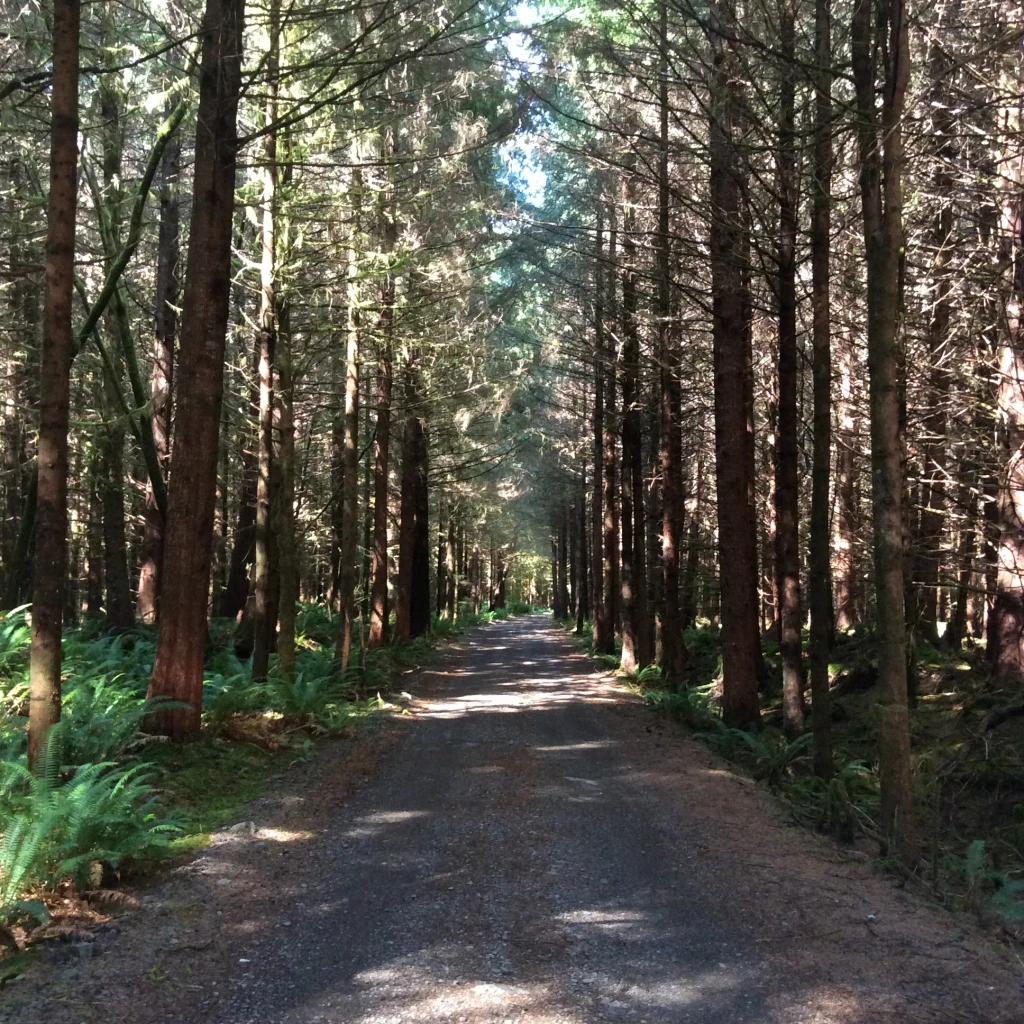 Spruce Bay