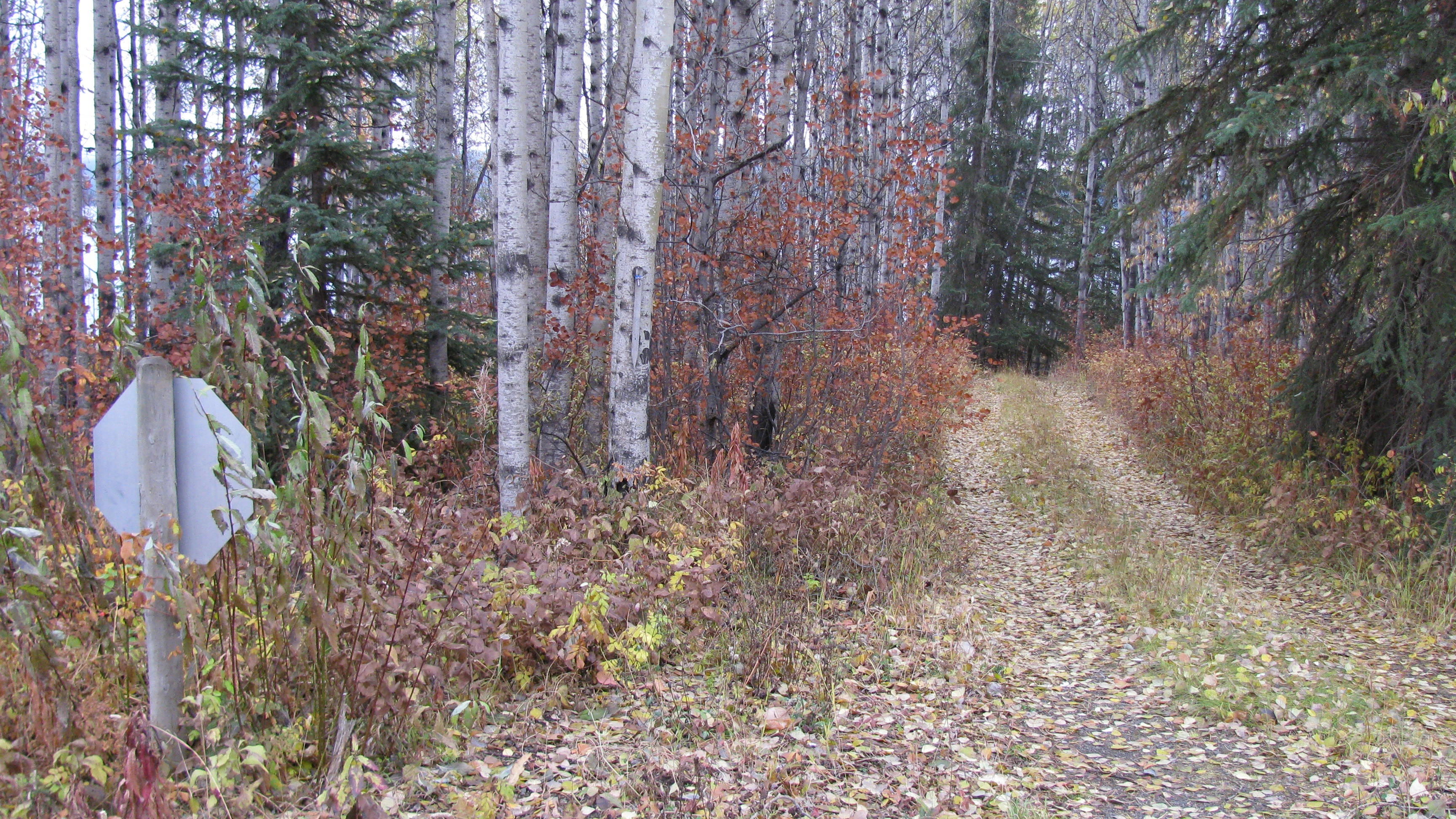 Photo: Recreation Sites and Trails BC. © Province of British Columbia, licensed under the Open Government Licence – British Columbia. Colleymount, photo 3