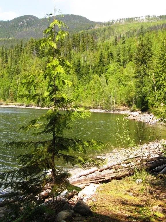 Photo: Recreation Sites and Trails BC. © Province of British Columbia, licensed under the Open Government Licence – British Columbia. Tsikwustum Creek North, photo 4