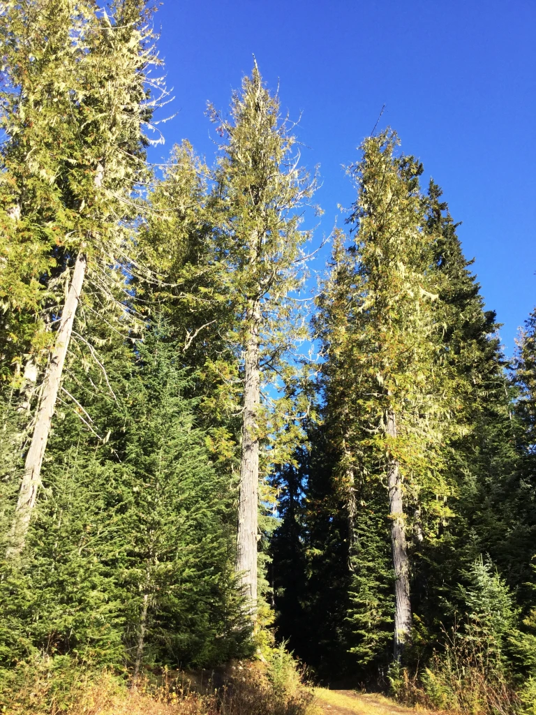 Photo: Recreation Sites and Trails BC. © Province of British Columbia, licensed under the Open Government Licence – British Columbia. Dennis Lake