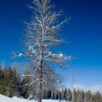 Photo: Recreation Sites and Trails BC. © Province of British Columbia, licensed under the Open Government Licence – British Columbia. Blackjack Cross Country, photo 6