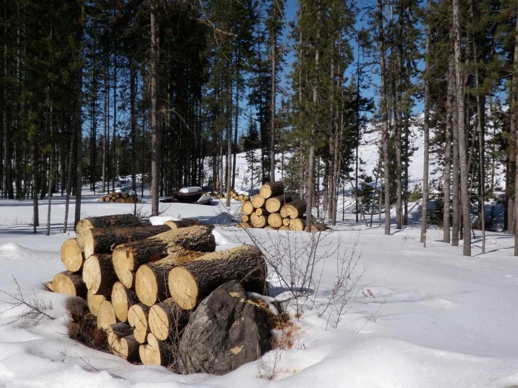Photo: Recreation Sites and Trails BC. © Province of British Columbia, licensed under the Open Government Licence – British Columbia. Buck Lake, photo 3