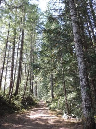 Photo: Recreation Sites and Trails BC. © Province of British Columbia, licensed under the Open Government Licence – British Columbia. Fry Peninsula, photo 3
