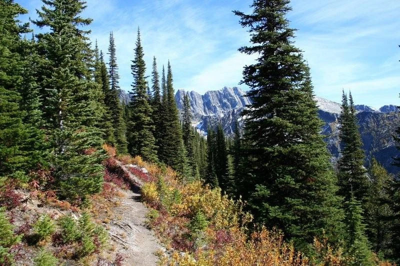 Photo: Recreation Sites and Trails BC. © Province of British Columbia, licensed under the Open Government Licence – British Columbia. Monica Meadows Site, photo 6