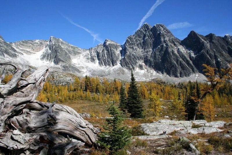 Photo: Recreation Sites and Trails BC. © Province of British Columbia, licensed under the Open Government Licence – British Columbia. Monica Meadows Site, photo 11