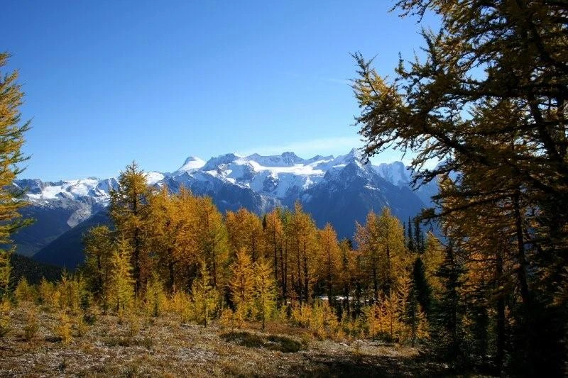 Photo: Recreation Sites and Trails BC. © Province of British Columbia, licensed under the Open Government Licence – British Columbia. Monica Meadows Site, photo 4
