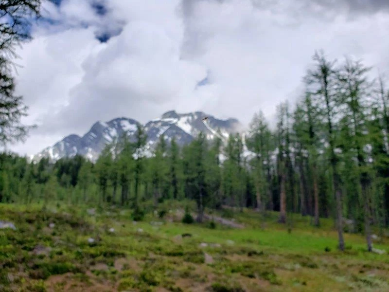 Photo: Recreation Sites and Trails BC. © Province of British Columbia, licensed under the Open Government Licence – British Columbia. Monica Meadows Site, photo 18