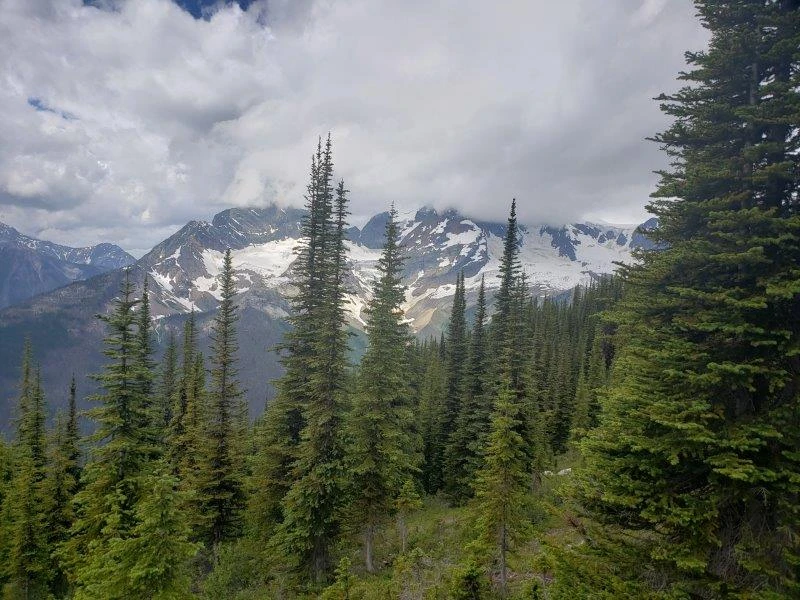 Photo: Recreation Sites and Trails BC. © Province of British Columbia, licensed under the Open Government Licence – British Columbia. Monica Meadows Site, photo 19