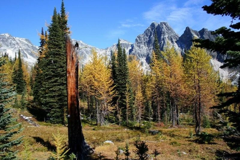 Photo: Recreation Sites and Trails BC. © Province of British Columbia, licensed under the Open Government Licence – British Columbia. Monica Meadows Site, photo 9
