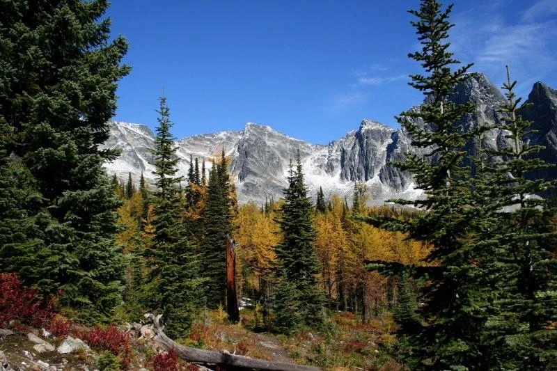 Photo: Recreation Sites and Trails BC. © Province of British Columbia, licensed under the Open Government Licence – British Columbia. Monica Meadows Site, photo 8