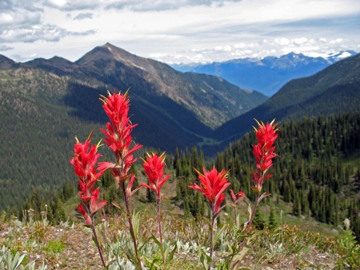 Meadow Mountain | Sites and Trails BC